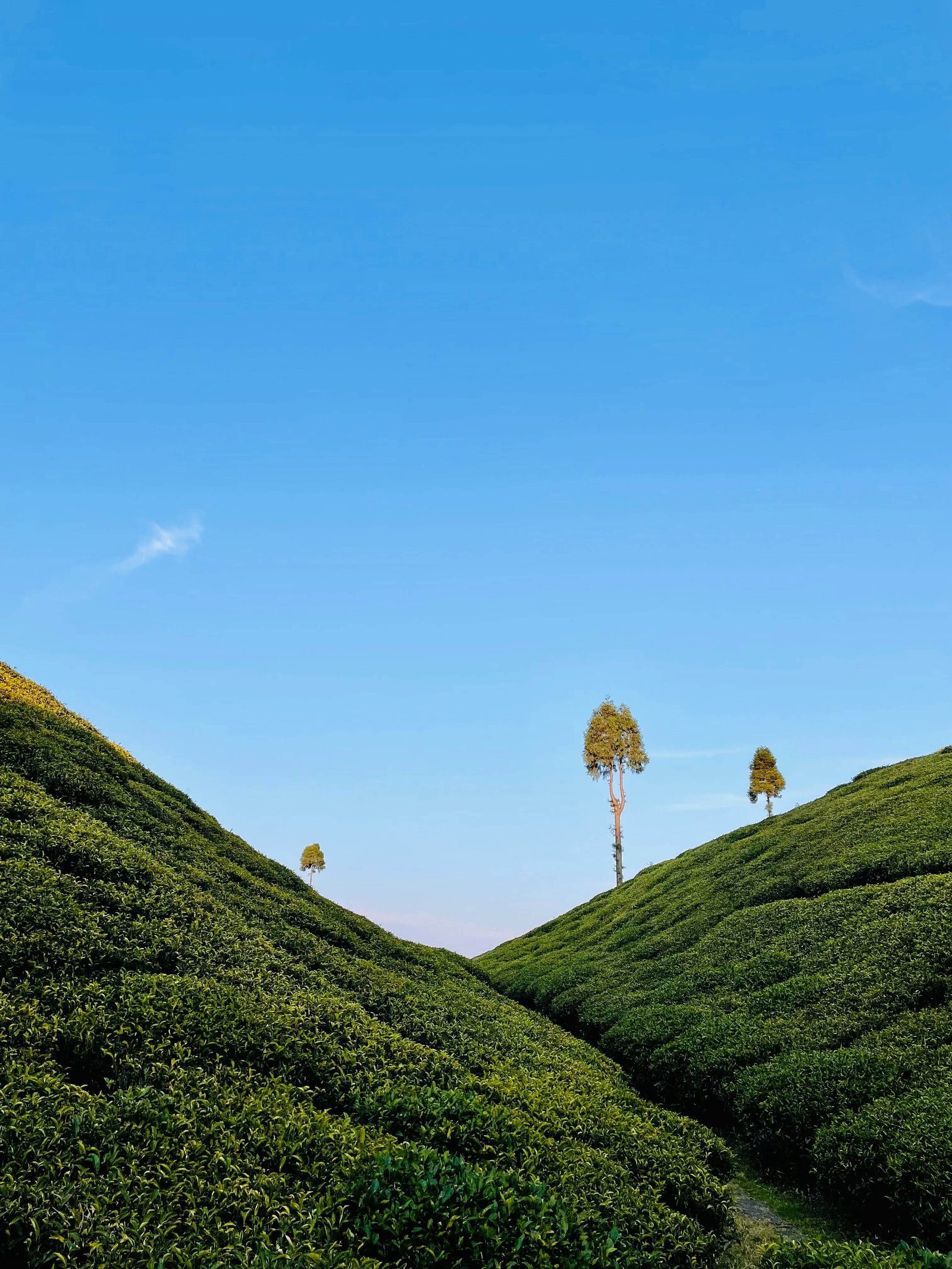 Dazzling Darjeeling Tour